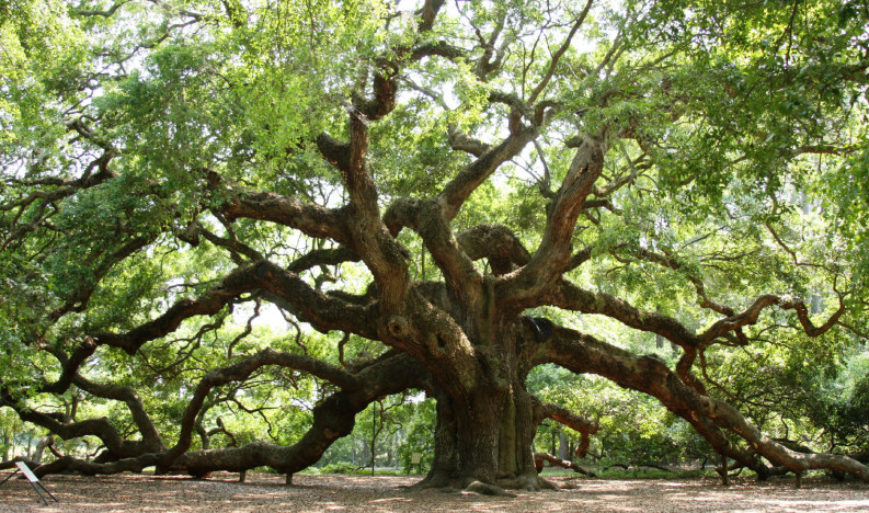 Sigurd Larsen_oak reference